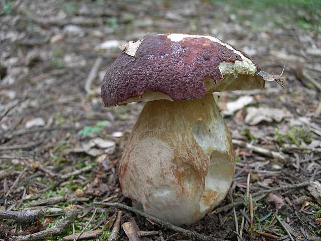 I funghi della foresta di Thann